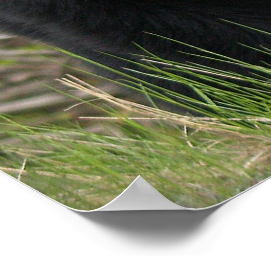 BLACK BEAR Wildlife Animal Foto Poster (Ecke)