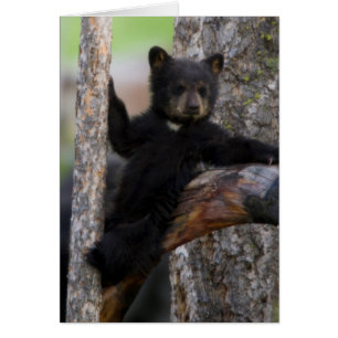 Black Bears Cub Lounging