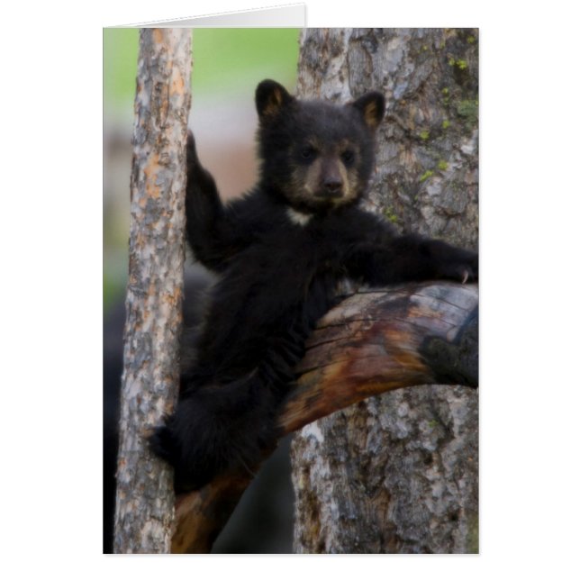Black Bears Cub Lounging (Vorne)