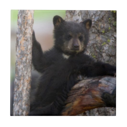 Black Bears Cub Lounging Fliese (Vorderseite)