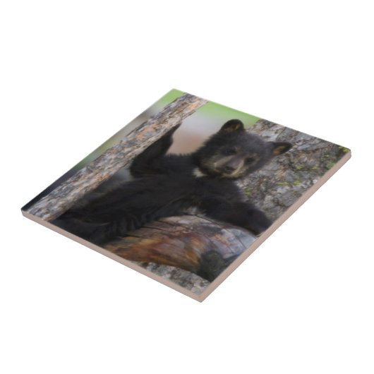 Black Bears Cub Lounging Fliese (Seite)