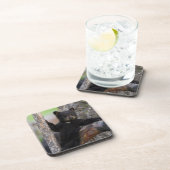 Black Bears Cub Lounging Getränkeuntersetzer (Rechte Seite)