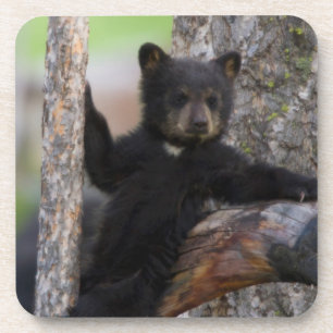 Black Bears Cub Lounging Getränkeuntersetzer