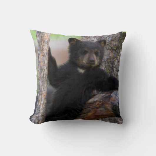 Black Bears Cub Lounging Kissen (Vorderseite)