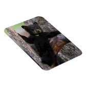 Black Bears Cub Lounging Magnet (Rechte Seite)