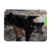 Black Bears Cub Lounging Magnet (Horizontal)