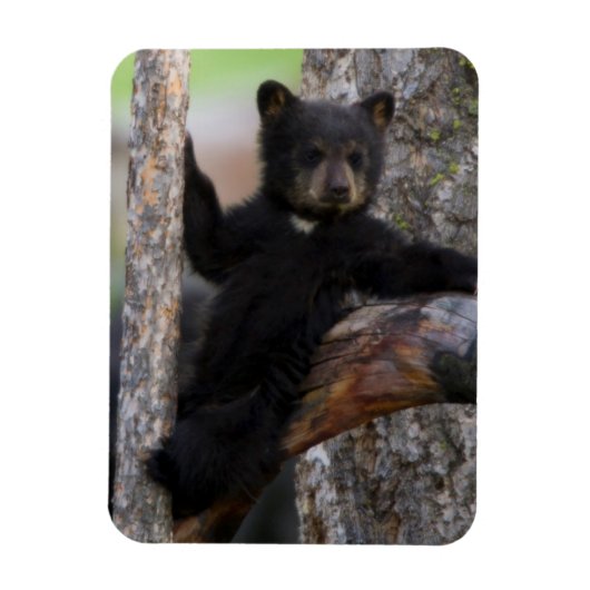 Black Bears Cub Lounging Magnet (Vertikal)