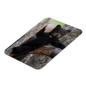 Black Bears Cub Lounging Magnet (Linke Seite)