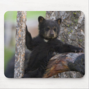 Black Bears Cub Lounging Mousepad