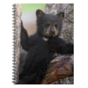 Black Bears Cub Lounging Notizblock
