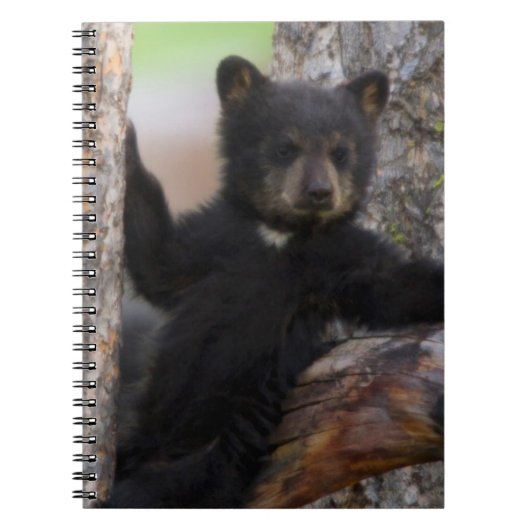 Black Bears Cub Lounging Notizblock (Vorderseite)