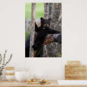 Black Bears Cub Lounging Poster (Küche)