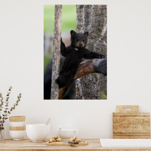 Black Bears Cub Lounging Poster (Küche)