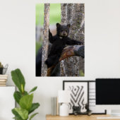 Black Bears Cub Lounging Poster (Heimbüro)