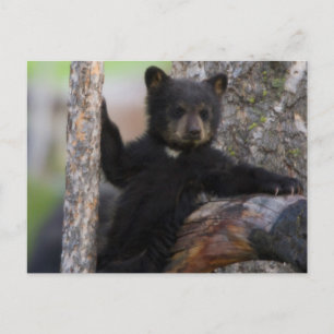 Black Bears Cub Lounging Postkarte
