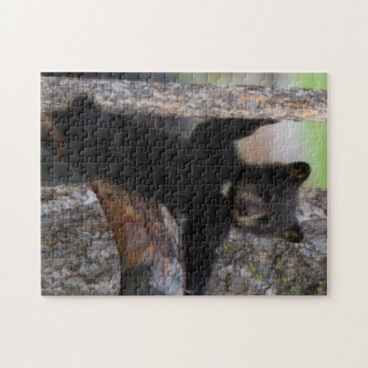 Black Bears Cub Lounging Puzzle (Horizontal)