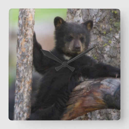 Black Bears Cub Lounging Quadratische Wanduhr (Vorderseite)