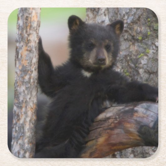 Black Bears Cub Lounging Rechteckiger Pappuntersetzer (Vorderseite)