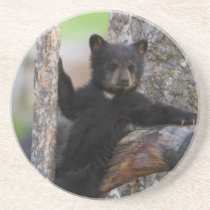 Black Bears Cub Lounging Untersetzer