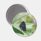 Black Beauty - Atala-Schmetterling - Magnet (Vorderseite/Rückseite)