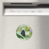 Black Beauty - Atala-Schmetterling - Magnet (In Situ (Geschirrspüler))