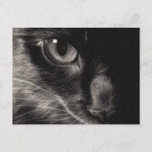 Black Beauty Cat Postcard Postkarte