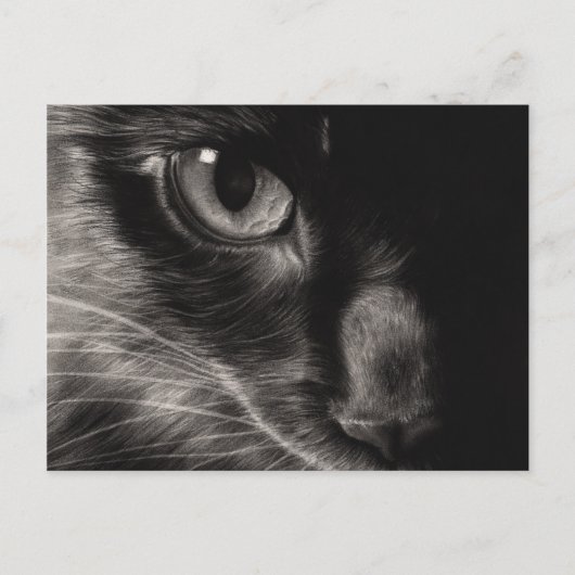 Black Beauty Cat Postcard Postkarte (Vorderseite)