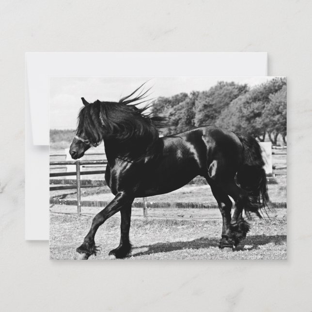 Black Beauty Horse (Vorderseite)