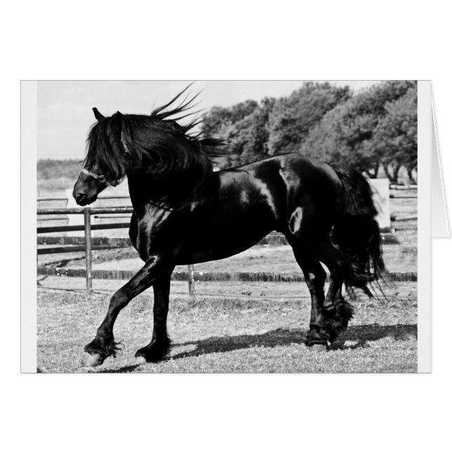 Black Beauty Horse (Vorderseite (Horizontal))