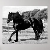 Black Beauty Horse Poster (Vorne)