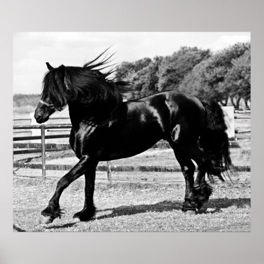 Black Beauty Horse Poster (Vorne)