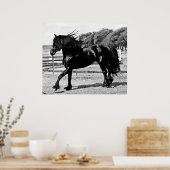 Black Beauty Horse Poster (Küche)