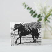 Black Beauty Horse Postkarte (Stehend Vorderseite)
