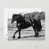 Black Beauty Horse Postkarte (Vorne/Hinten)