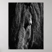 Black Beauty - Poster (Vorne)