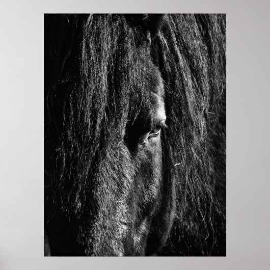 Black Beauty - Poster (Vorne)