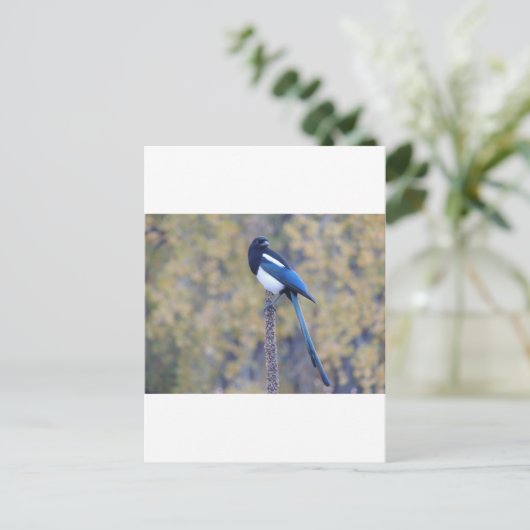 Black Billed Magpie Postkarte (Stehend Vorderseite)