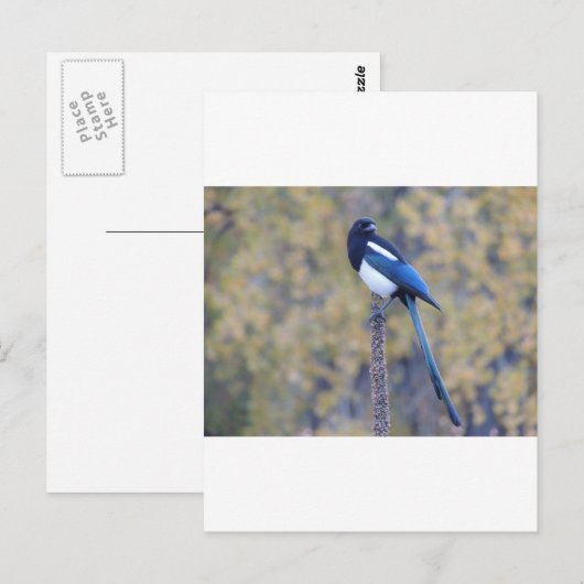 Black Billed Magpie Postkarte (Vorne/Hinten)