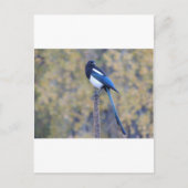 Black Billed Magpie Postkarte (Vorderseite)