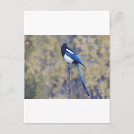 Black Billed Magpie Postkarte (Vorderseite)