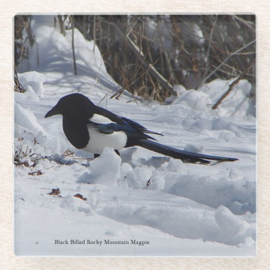 Black Billed Rocky Mountain Magpie Untersetzer (Vorderseite)
