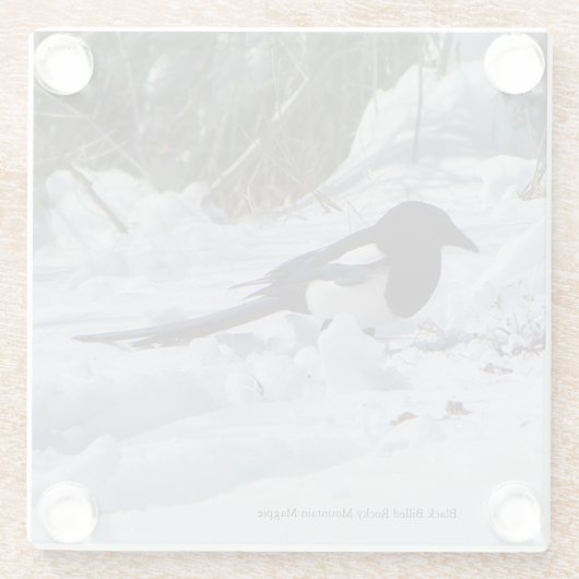 Black Billed Rocky Mountain Magpie Untersetzer (Rückseite)