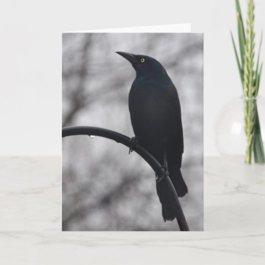 Black Bird Karte (Vorderseite)
