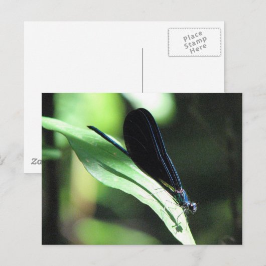Black & Blue Damselfly Postkarte (Vorne/Hinten)