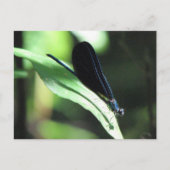 Black & Blue Damselfly Postkarte (Vorderseite)
