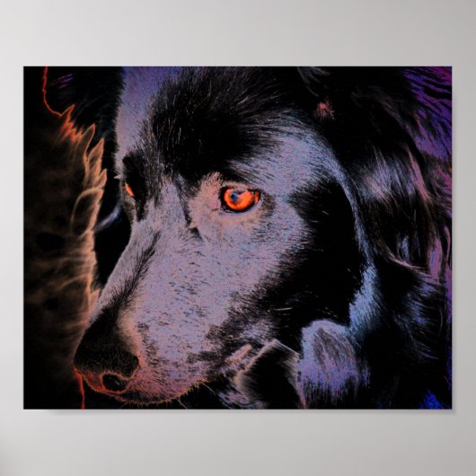 Black Border Collie Dog Face Art Poster (Vorne)