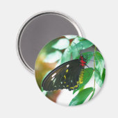 Black Butterfly Nature Magnet (Vorderseite/Rückseite)