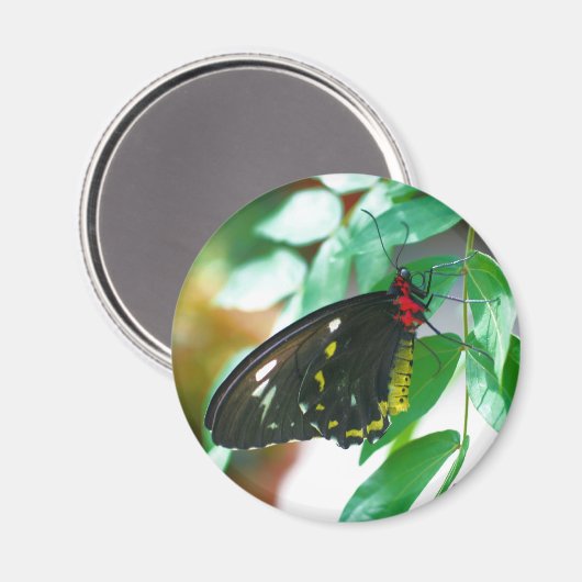 Black Butterfly Nature Magnet (Vorderseite/Rückseite)