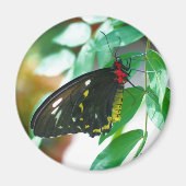 Black Butterfly Nature Magnet (Vorne)