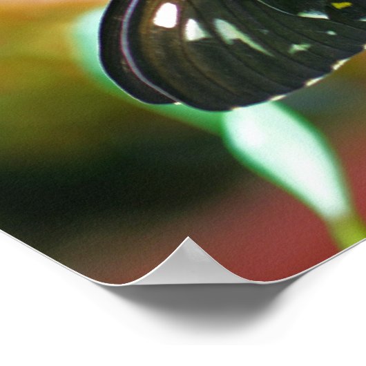 Black Butterfly Nature Poster (Ecke)